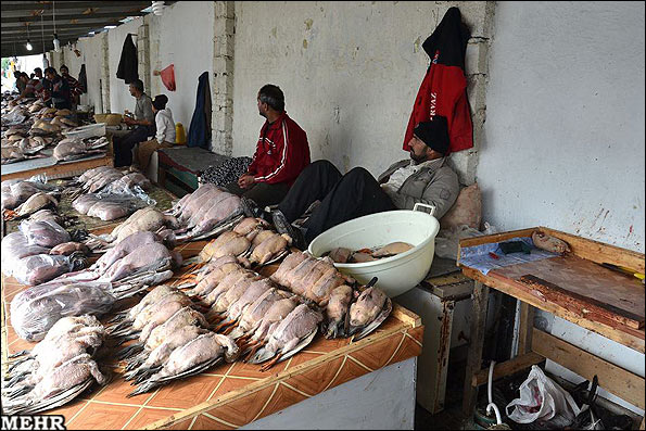 フェレイドゥーンケナールの市場で売られている野鳥（http://www.mehrnews.com/より）